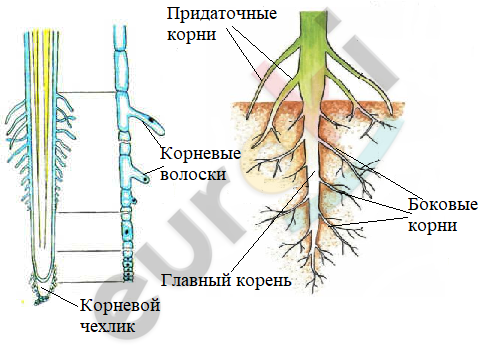 зона всасывания какой тканью образована. Смотреть фото зона всасывания какой тканью образована. Смотреть картинку зона всасывания какой тканью образована. Картинка про зона всасывания какой тканью образована. Фото зона всасывания какой тканью образована