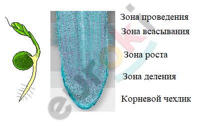 зона всасывания какой тканью образована. Смотреть фото зона всасывания какой тканью образована. Смотреть картинку зона всасывания какой тканью образована. Картинка про зона всасывания какой тканью образована. Фото зона всасывания какой тканью образована