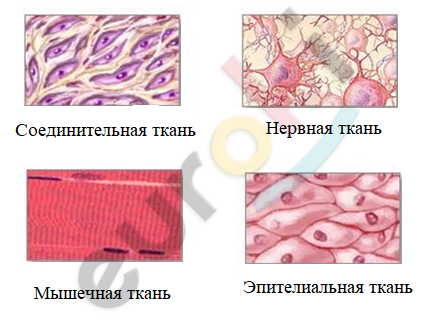почему клетку называют структурной единицей жизни. Смотреть фото почему клетку называют структурной единицей жизни. Смотреть картинку почему клетку называют структурной единицей жизни. Картинка про почему клетку называют структурной единицей жизни. Фото почему клетку называют структурной единицей жизни
