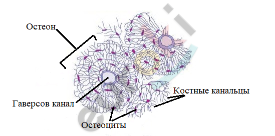 чем можно объяснить что в скелете человека. Смотреть фото чем можно объяснить что в скелете человека. Смотреть картинку чем можно объяснить что в скелете человека. Картинка про чем можно объяснить что в скелете человека. Фото чем можно объяснить что в скелете человека