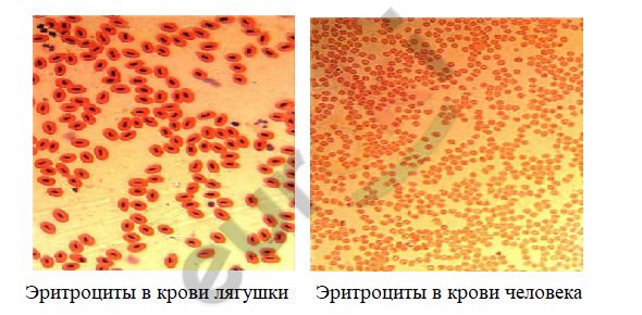 В чем заключается защитная функция крови ответ. image3. В чем заключается защитная функция крови ответ фото. В чем заключается защитная функция крови ответ-image3. картинка В чем заключается защитная функция крови ответ. картинка image3