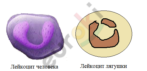 В чем заключается защитная функция крови ответ. image5. В чем заключается защитная функция крови ответ фото. В чем заключается защитная функция крови ответ-image5. картинка В чем заключается защитная функция крови ответ. картинка image5