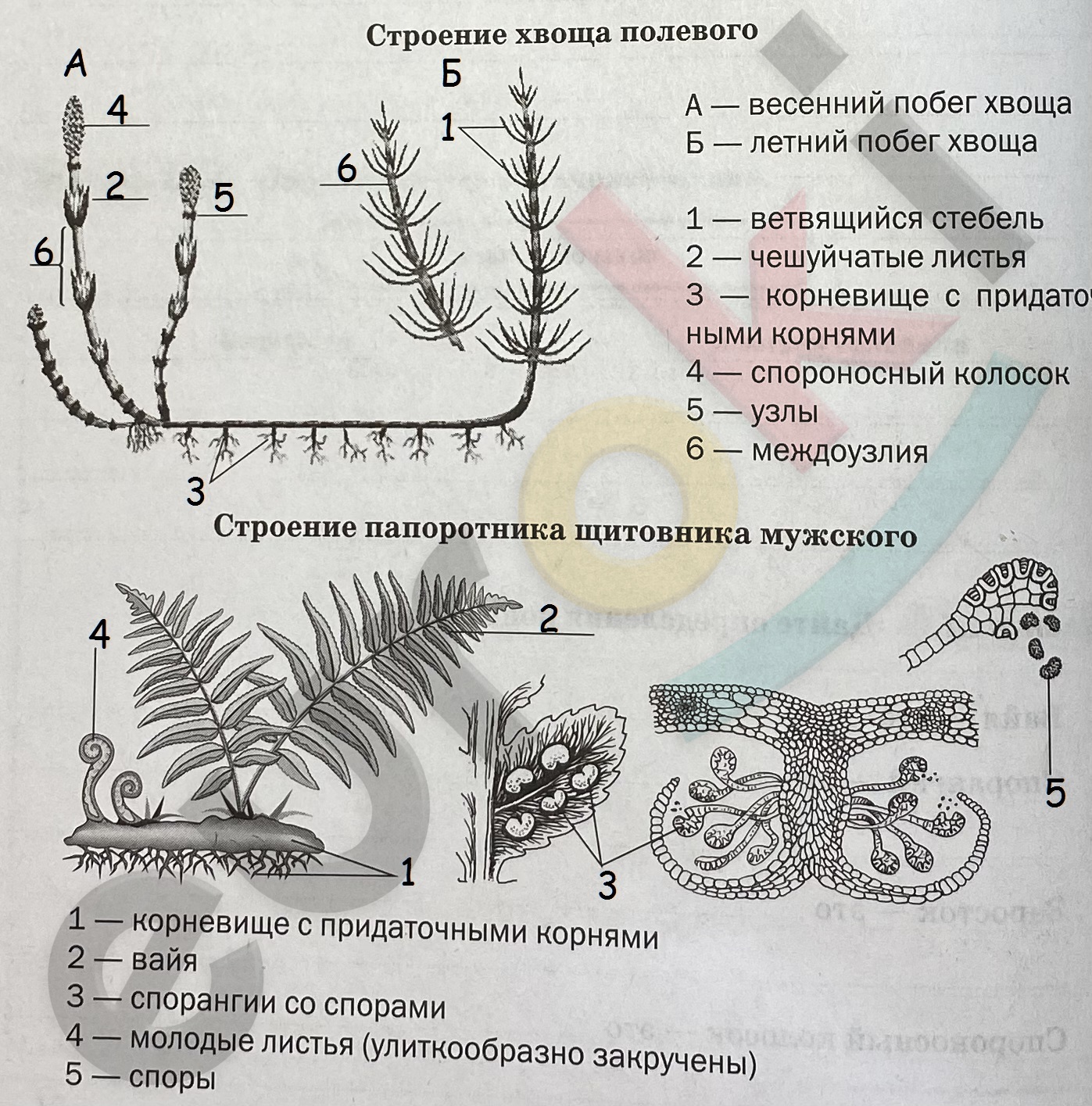 Gdz Po Biologii 7 Klass Rabochaya Tetrad Pasechnik Drofa 2020 Linejnyj Kurs Str 18 Euroki Gdz Bez Moroki Otvety I Resheniya Onlajn