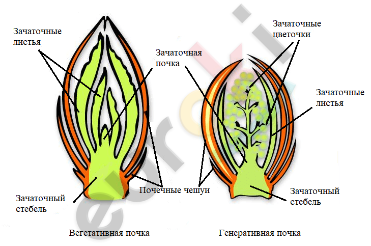 Вегетативная почка на этом рисунке обозначена буквой
