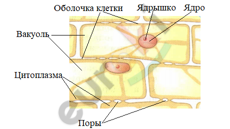 Фото Кожицы Лука Под Микроскопом