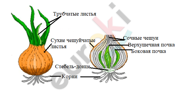 На рисунке подпишите названия частей луковицы биология 6 класс