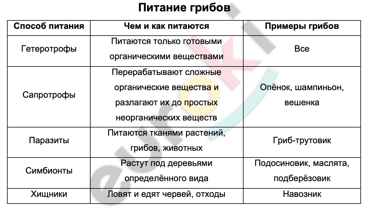 Какой тип питания характерен для шампиньона. Способы питания грибов. Тип питания грибов. Питание грибов 5 класс биология таблица. Схема способы питания грибов.