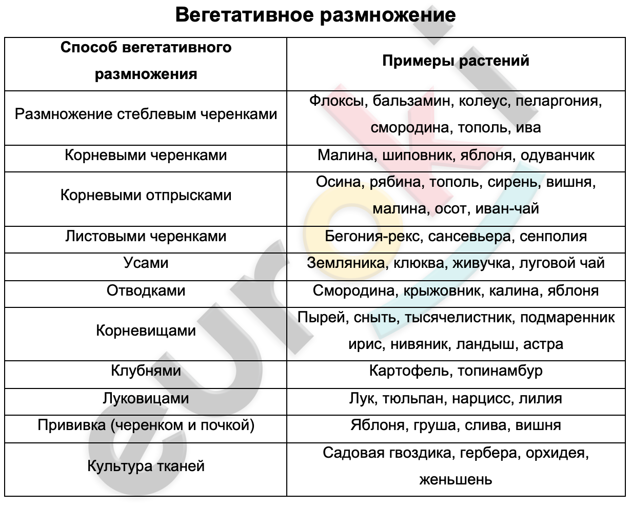 Таблицa по биологии 6 класс Вегетативное размножение