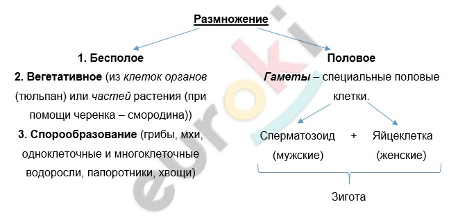 Diagram Description automatically generated