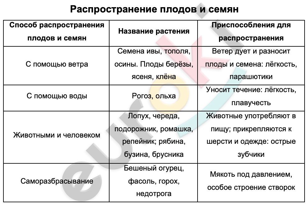 Таблицa по биологии 6 класс Распространение плодов и семян