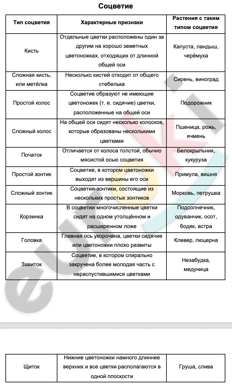 Таблицa по биологии 6 класс Соцветие