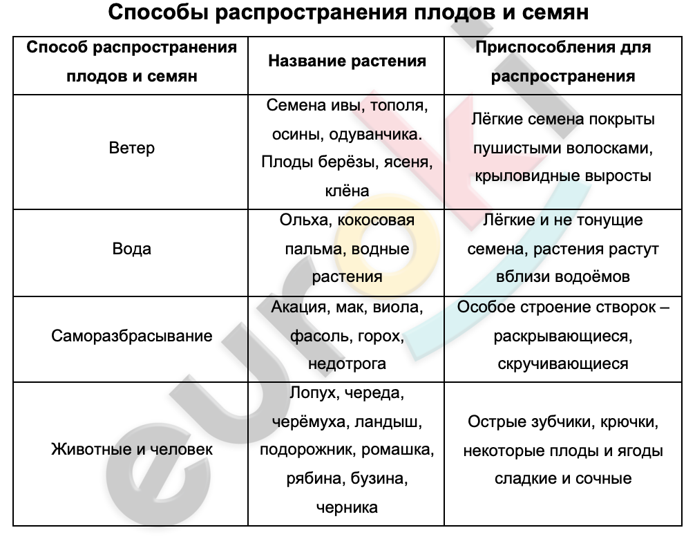 Таблицa по биологии 6 класс Способы распространения плодов и семян