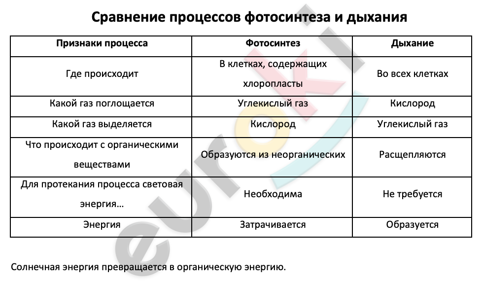 Таблицa по биологии 6 класс Сравнение процессов фотосинтеза и дыхания