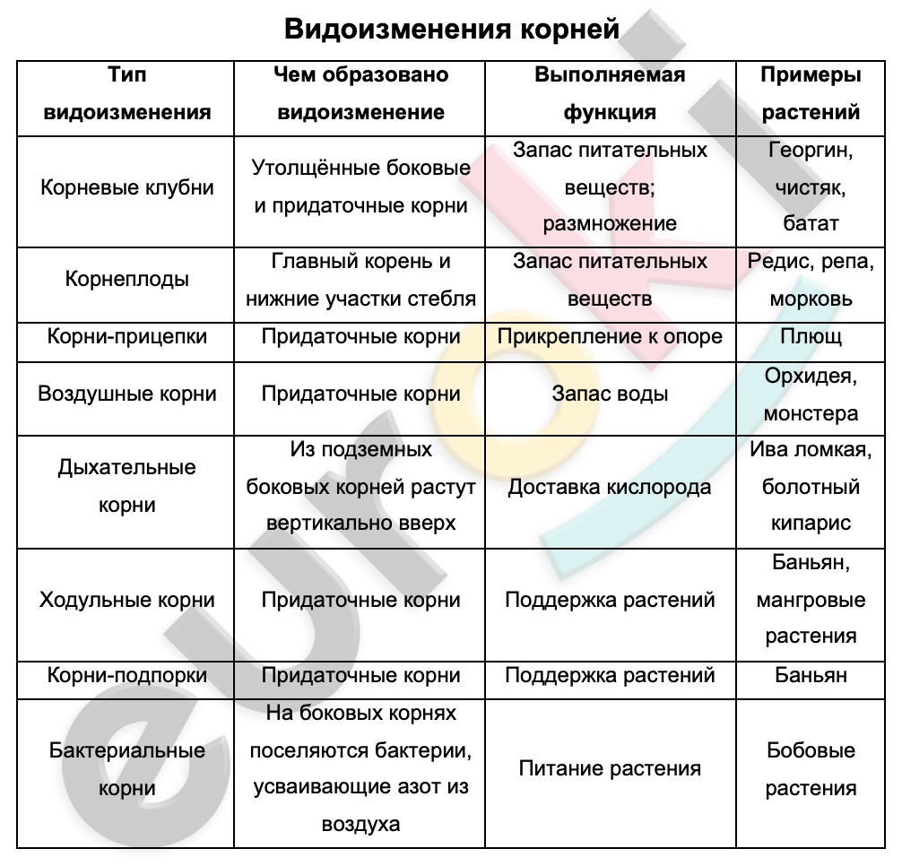 Таблицa по биологии 6 класс Видоизменения корней