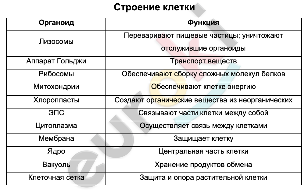 Таблицa по биологии 8 класс Строение клетки