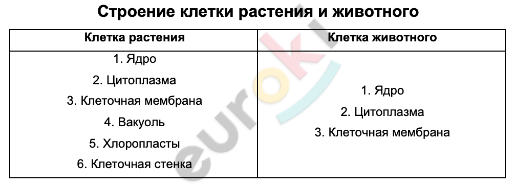 Таблицa по биологии 6 класс Строение клетки растения и животного