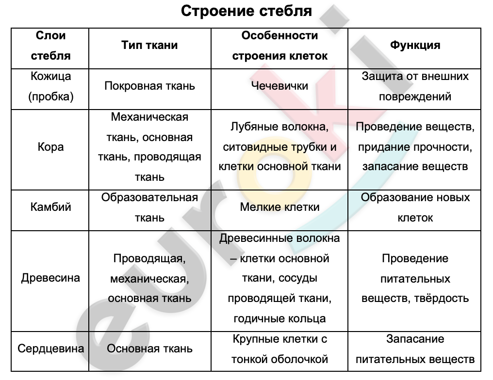 Таблицa по биологии 6 класс Строение стебля