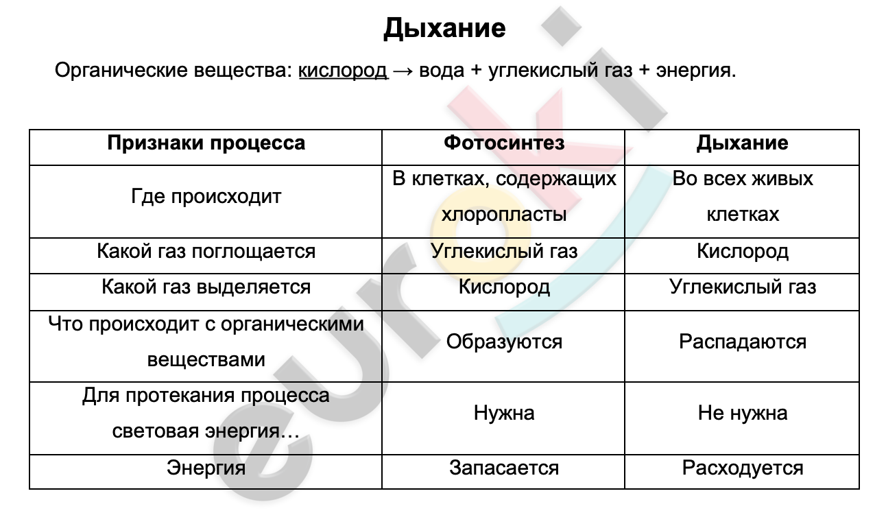 Таблицa по биологии 6 класс Дыхание