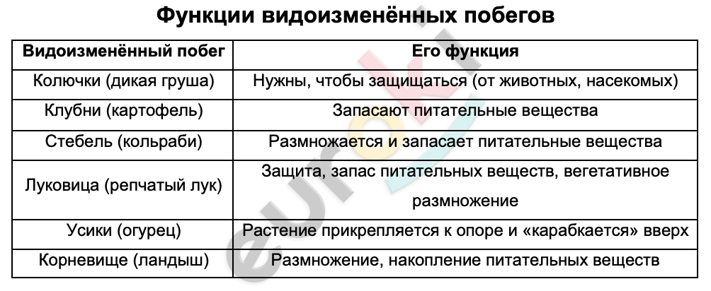 Таблицa по биологии 6 класс Функции видоизменённых побегов