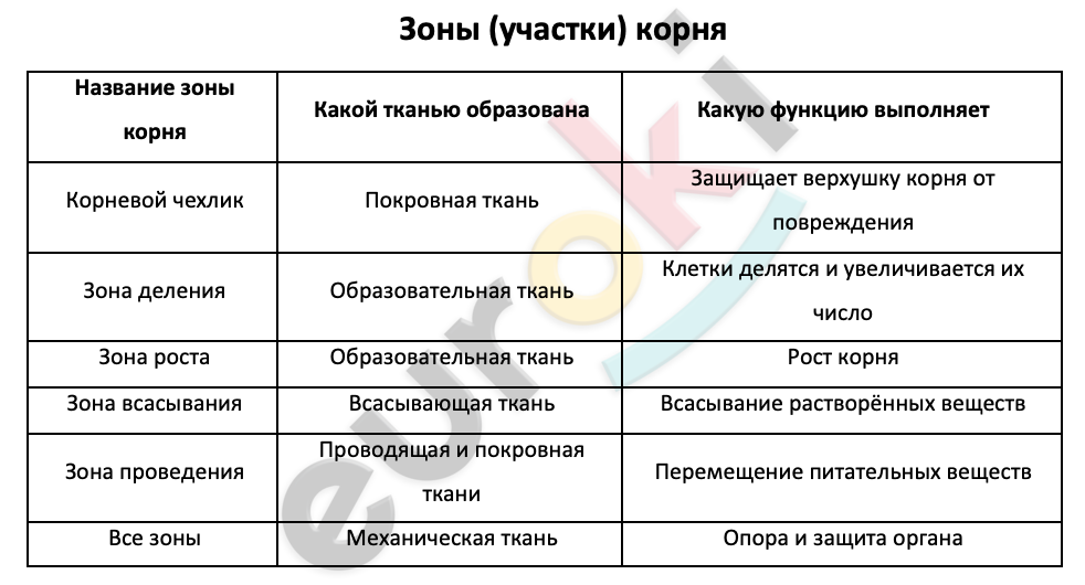 Таблицa по биологии 6 класс Зоны (участки) корня