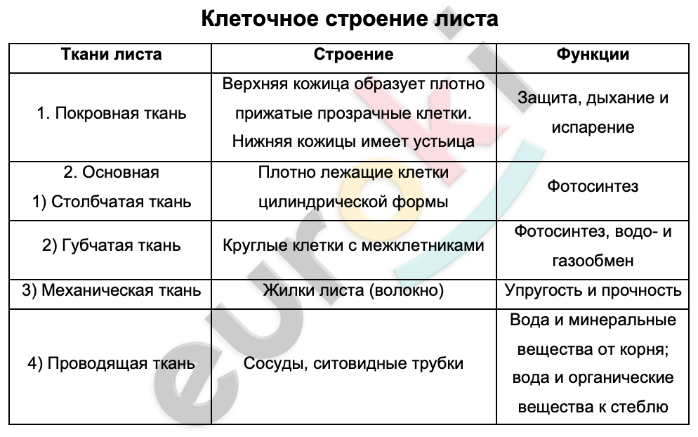 Таблицa по биологии 6 класс Клеточное строение листа