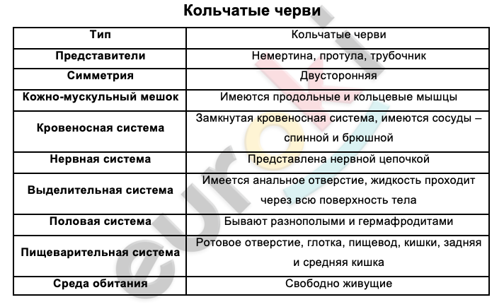 Таблицa по биологии 7 класс Кольчатые черви