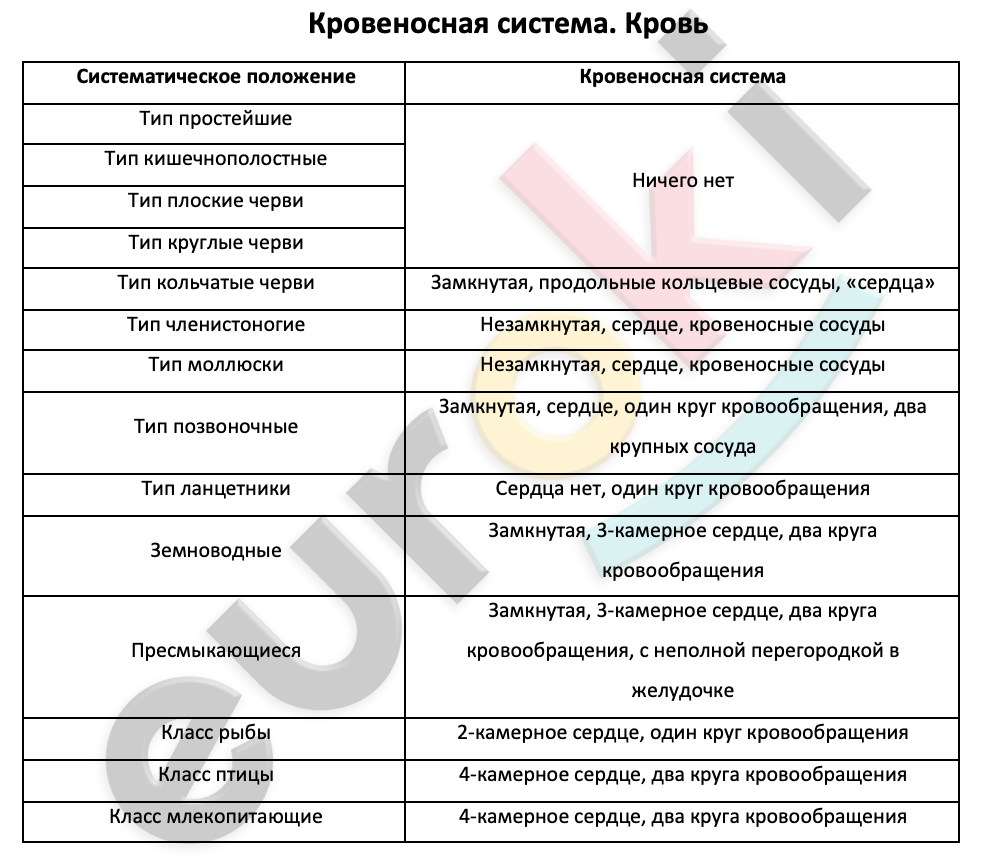 Таблицa по биологии 7 класс Кровеносная система. Особенности