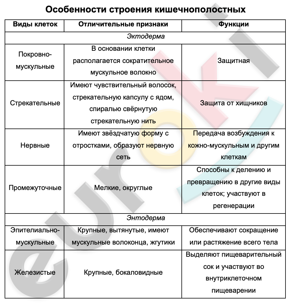 Таблицa по биологии 7 класс Особенности строения кишечнополостных