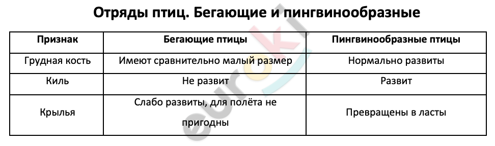 Таблицa по биологии 7 класс Отряды птиц. Бегающие и пингвинообразные