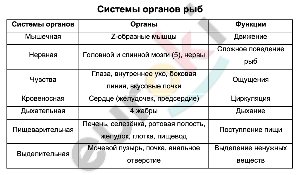 Таблицa по биологии 7 класс Системы органов рыб