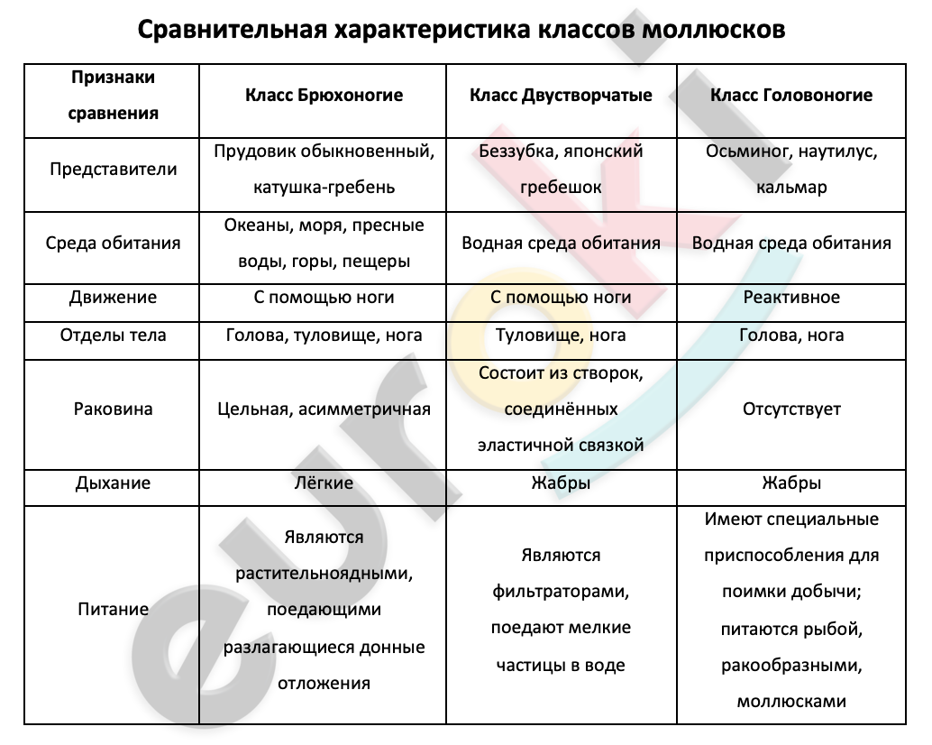 Таблицa по биологии 7 класс Сравнительная характеристика классов моллюсков