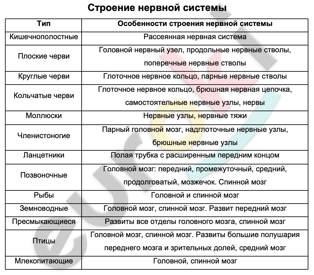 Таблицa по биологии 7 класс Строение нервной системы