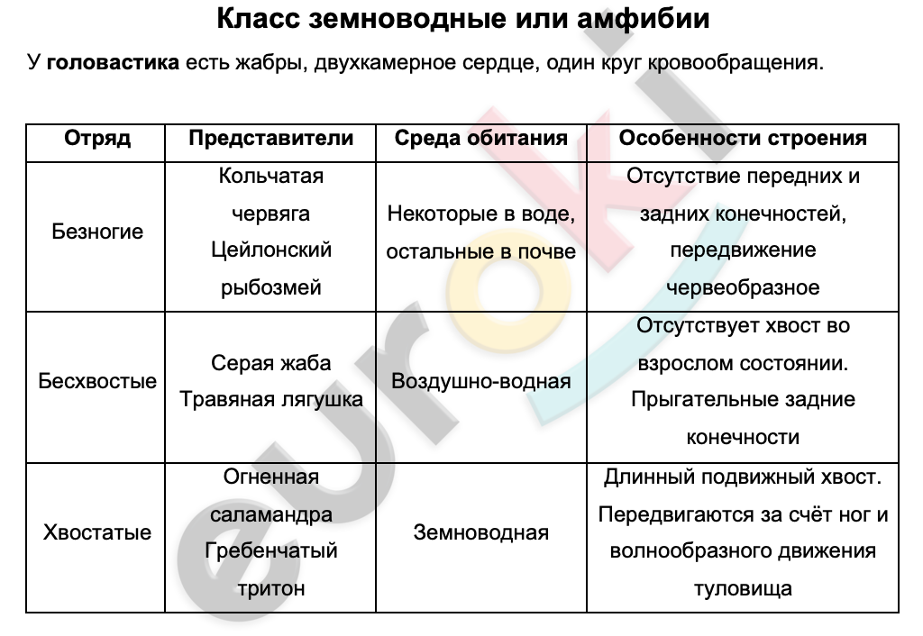 Таблицa по биологии 7 класс Класс земноводные или амфибии