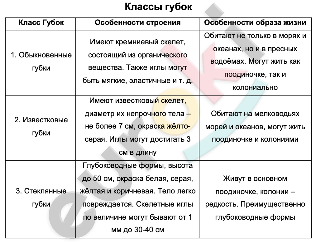 Таблицa по биологии 7 класс Класс губок