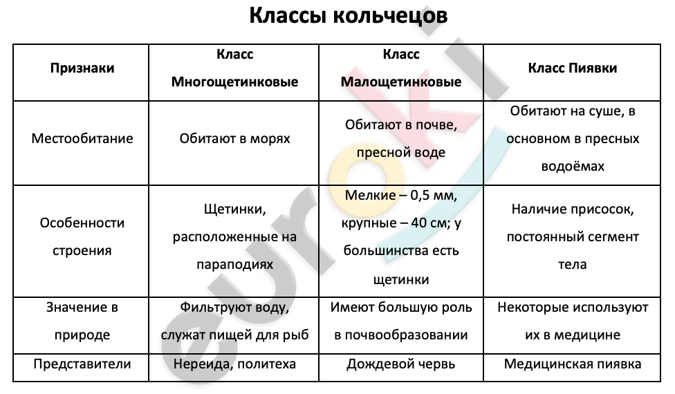 Таблицa по биологии 7 класс Классы кольчецов