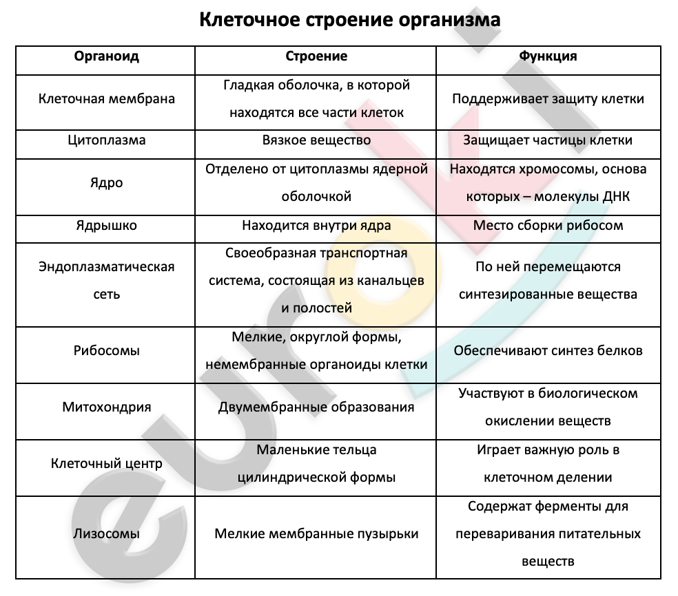 Таблицa по биологии 8 класс Клеточное строение организма