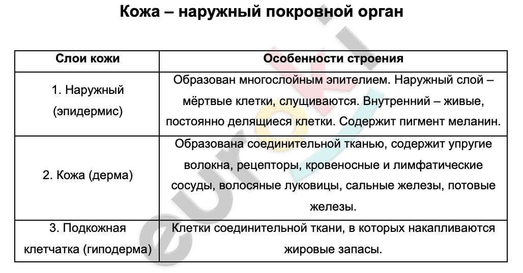 Таблицa по биологии 8 класс Кожа – наружный покровной орган