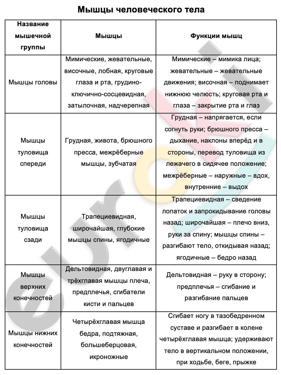 Таблицa по биологии 8 класс Мышцы человеческого тела