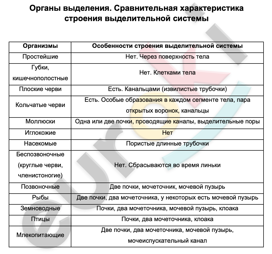 Таблицa по биологии 8 класс Органы выделения. Сравнительная характеристика строения выделительной системы