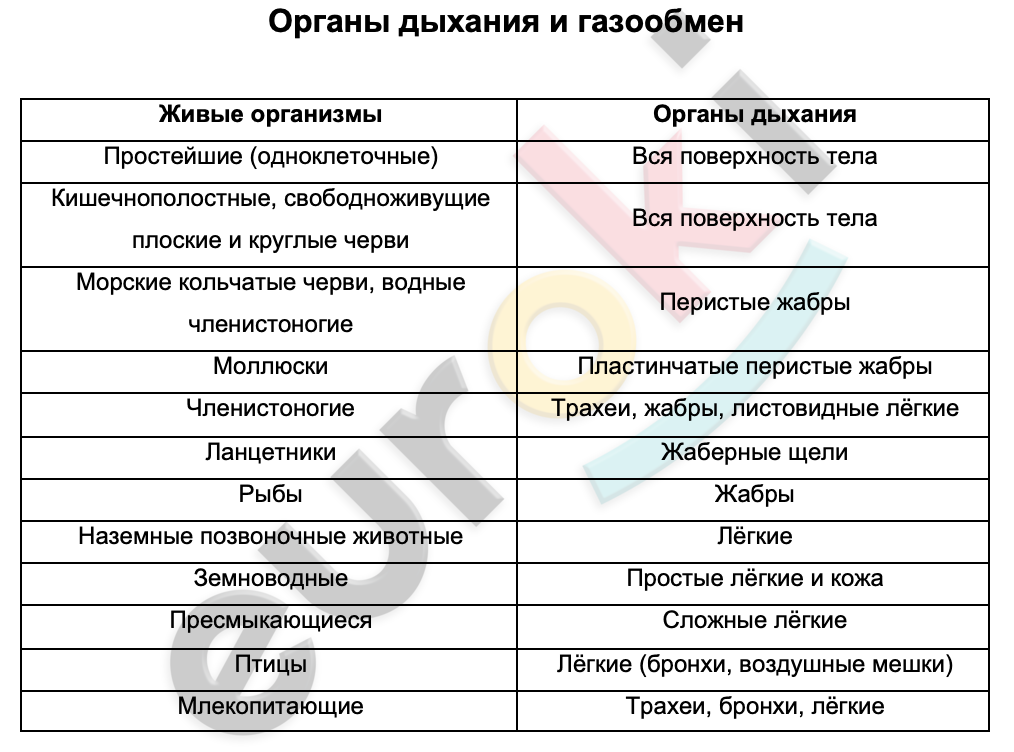 Таблицa по биологии 8 класс Органы дыхания и газообмен