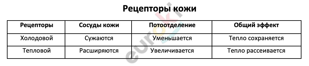 Таблицa по биологии 8 класс Рецепторы кожи