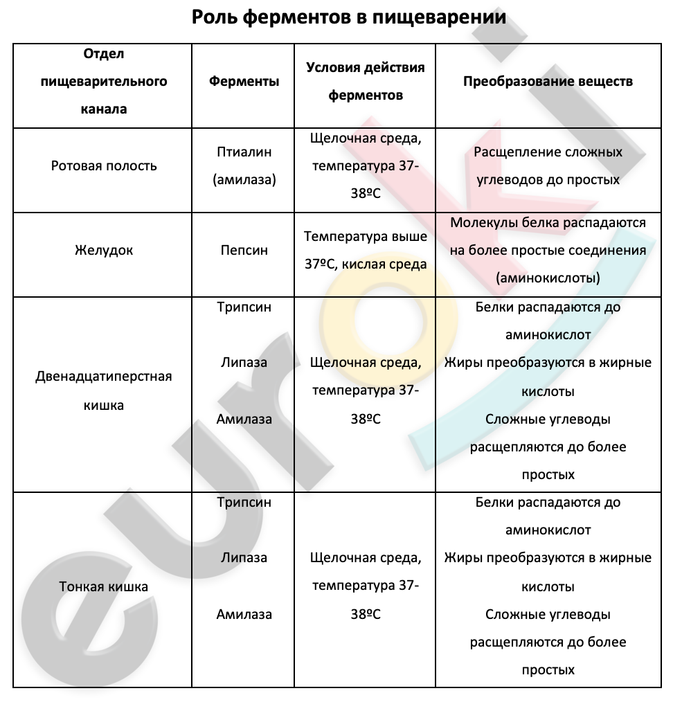 Таблицa по биологии 8 класс Роль ферментов в пищеварении