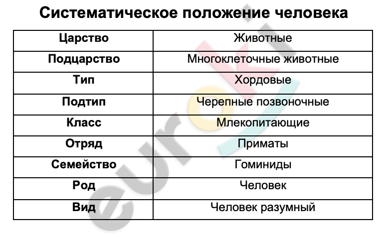 Таблицa по биологии 8 класс Систематическое положение человека