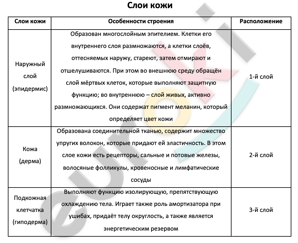 Строение и функции кожи таблица 8