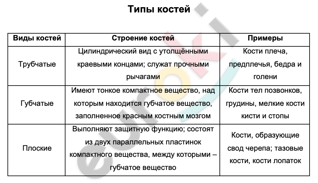 Таблицa по биологии 8 класс Типы костей