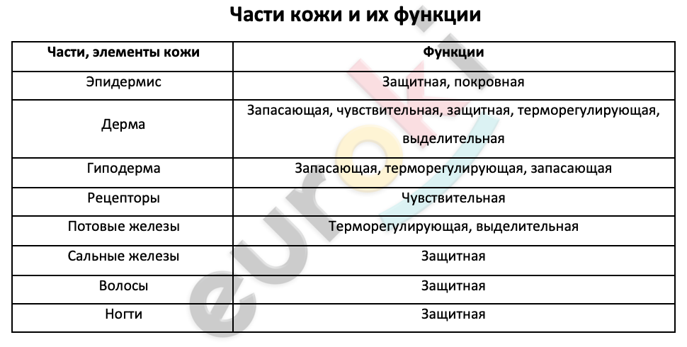 Таблицa по биологии 8 класс Части кожи и их функции