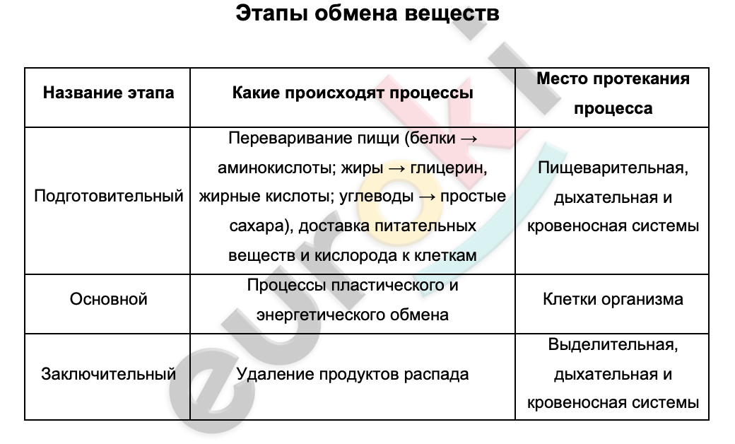 Таблицa по биологии 8 класс Этапы обмена веществ