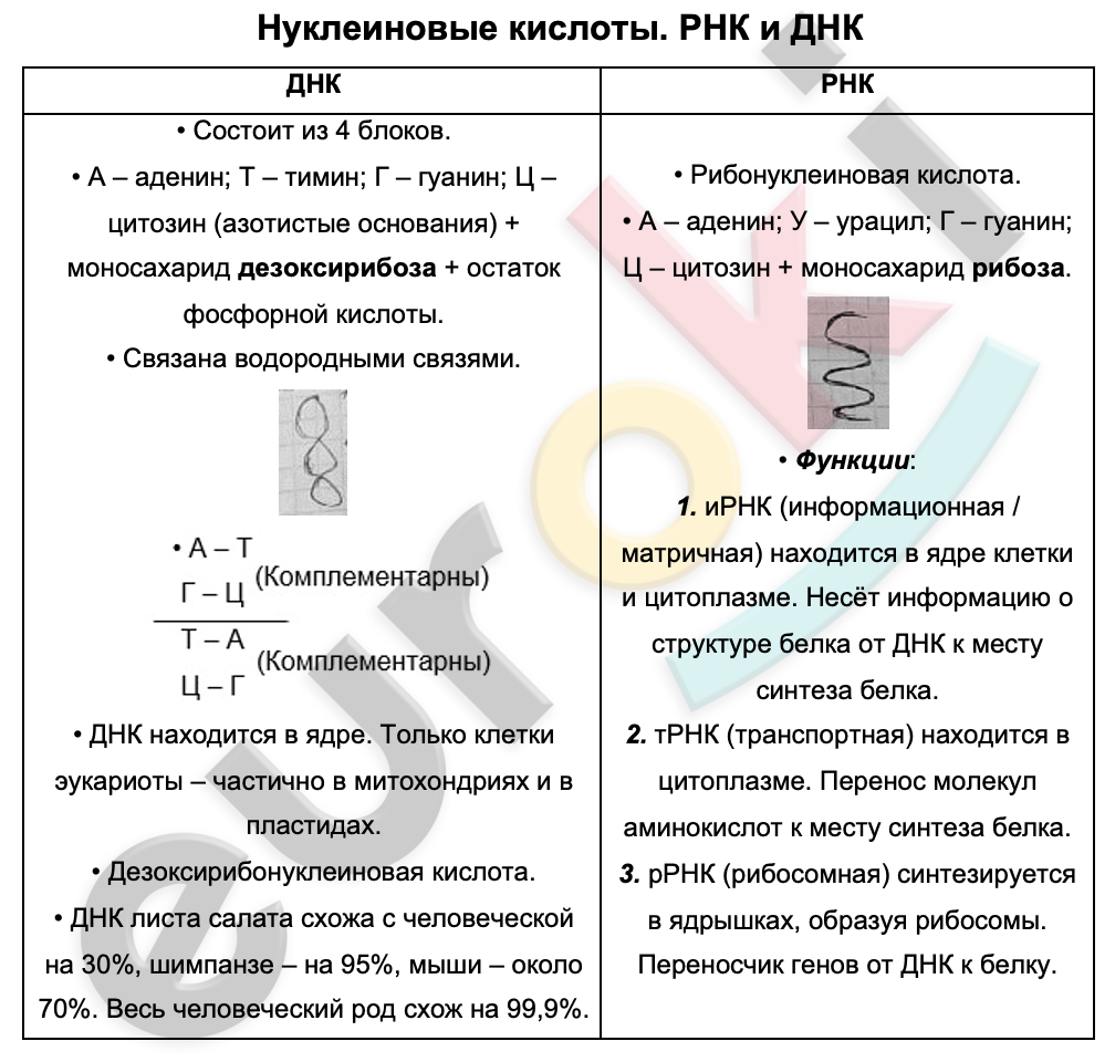 Таблицa по биологии 9 класс Нуклеиновые кислоты. РНК и ДНК with low confidence