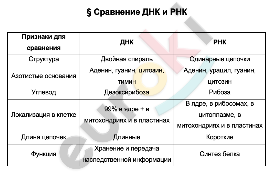 Таблицa по биологии 9 класс Сравнение ДНК и РНК