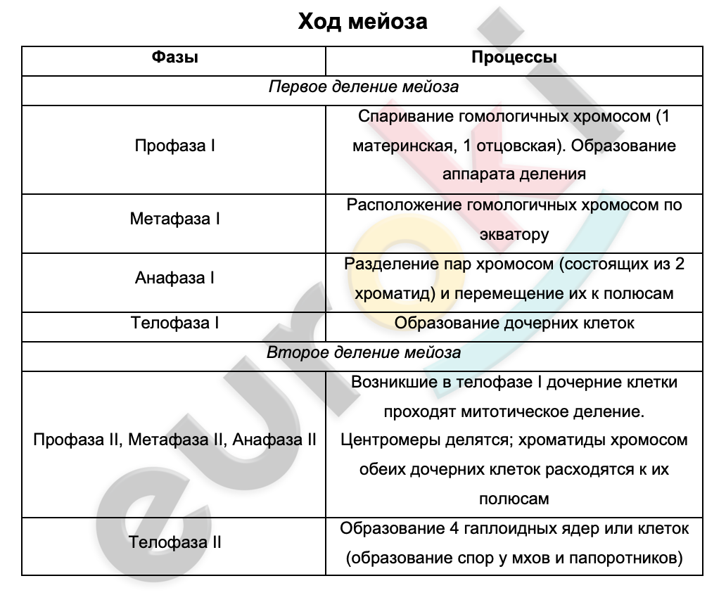 Таблицa по биологии 9 класс Мейоз. Ход мейоза